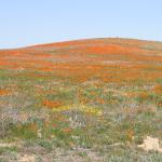CSC_Poppy_Fields_061 (April 05, 2008)